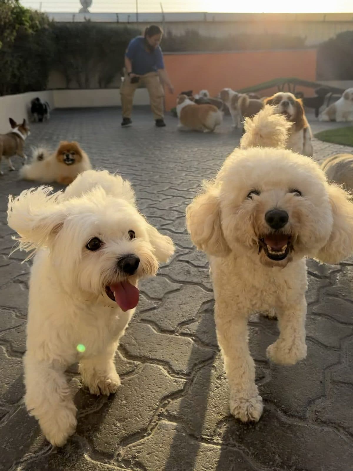 Two fluffy small dogs walking towards the camera