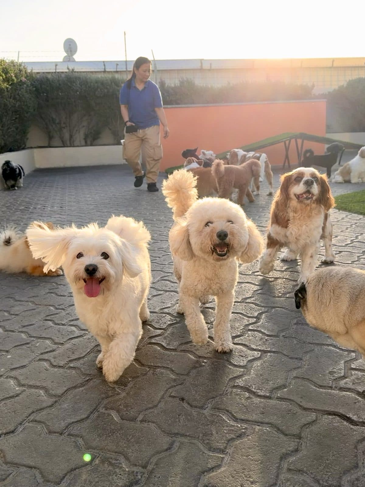 Small white dogs out on a walk across the yard