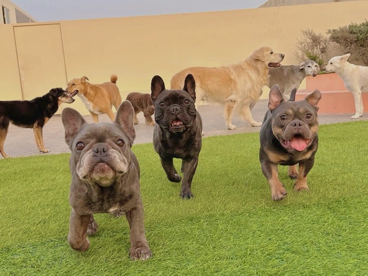 French bulldogs trotting towards the camera