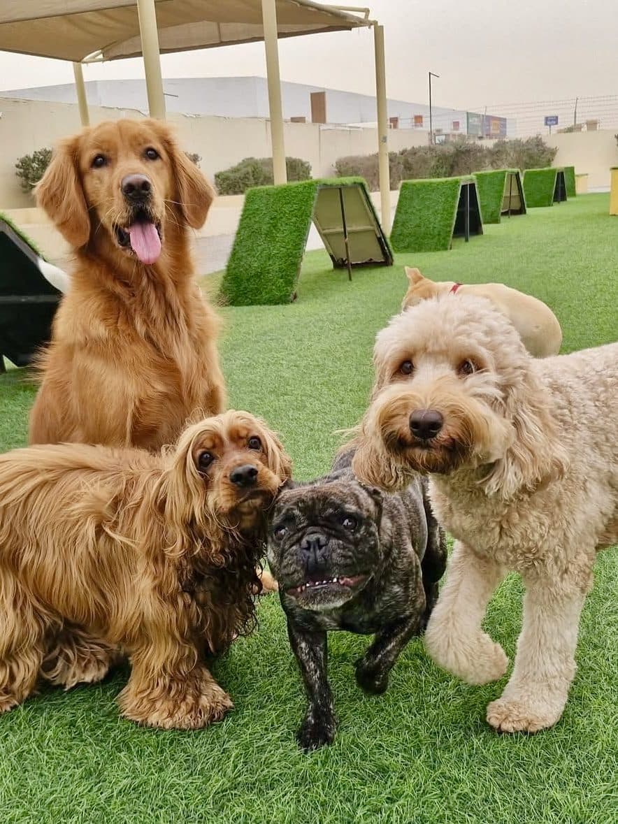 A spaniel, French bulldog and doodle side by side
