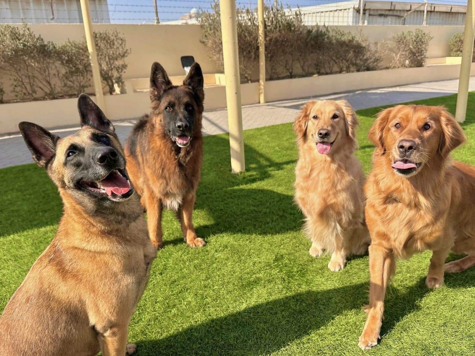 A Malinois, shepherd and golden retrievers posing together