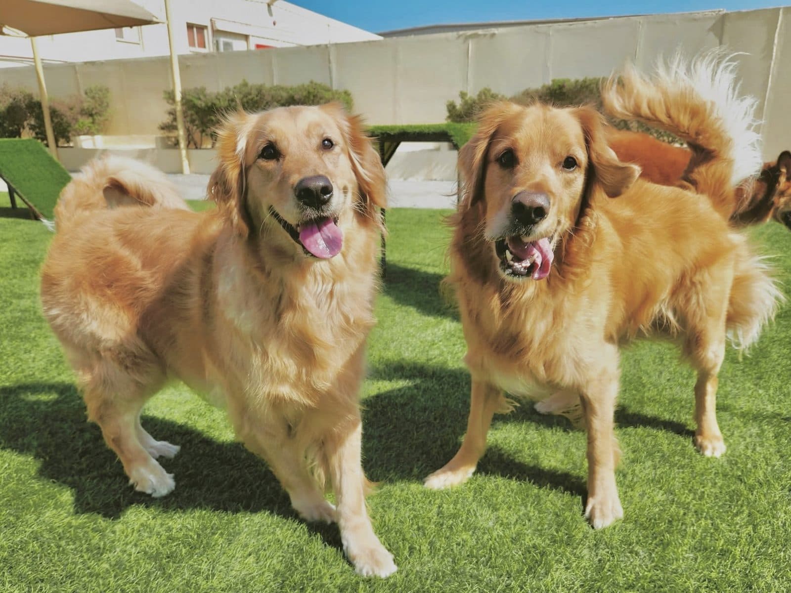 Two golden retrievers on the turf
