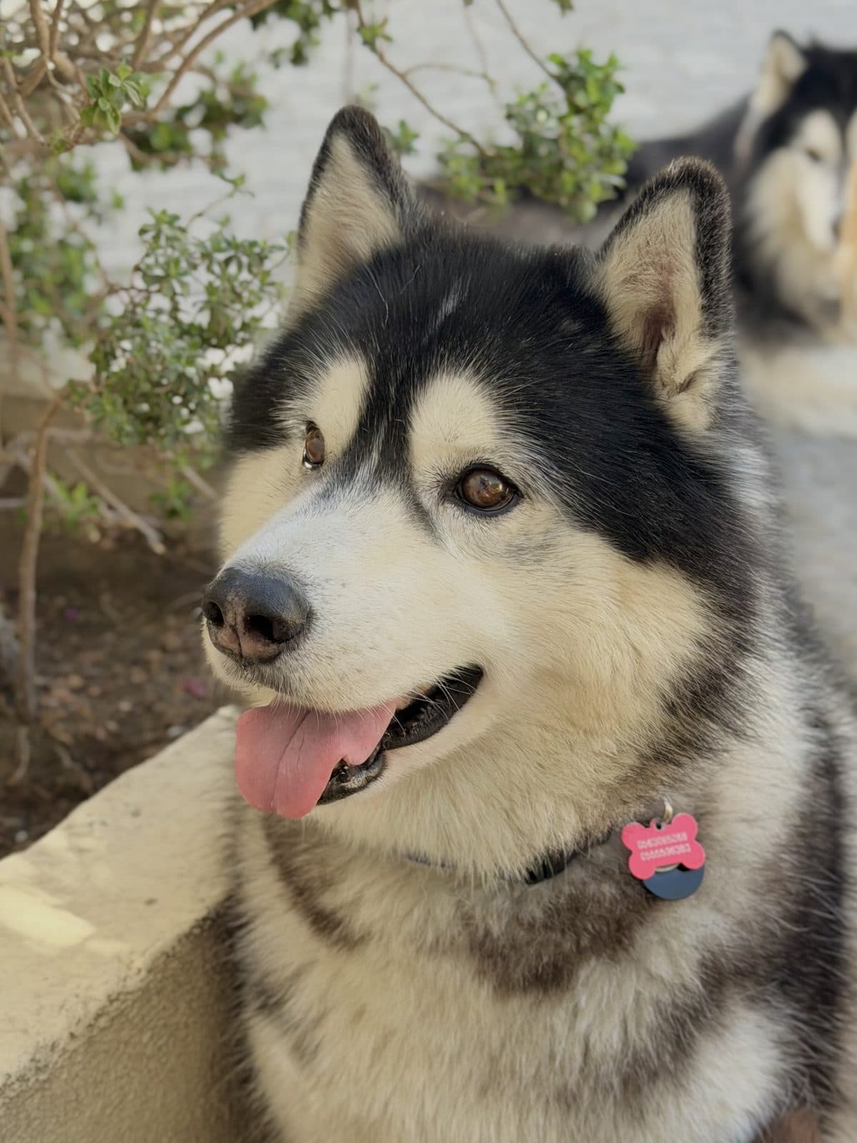 A husky close up in the garden