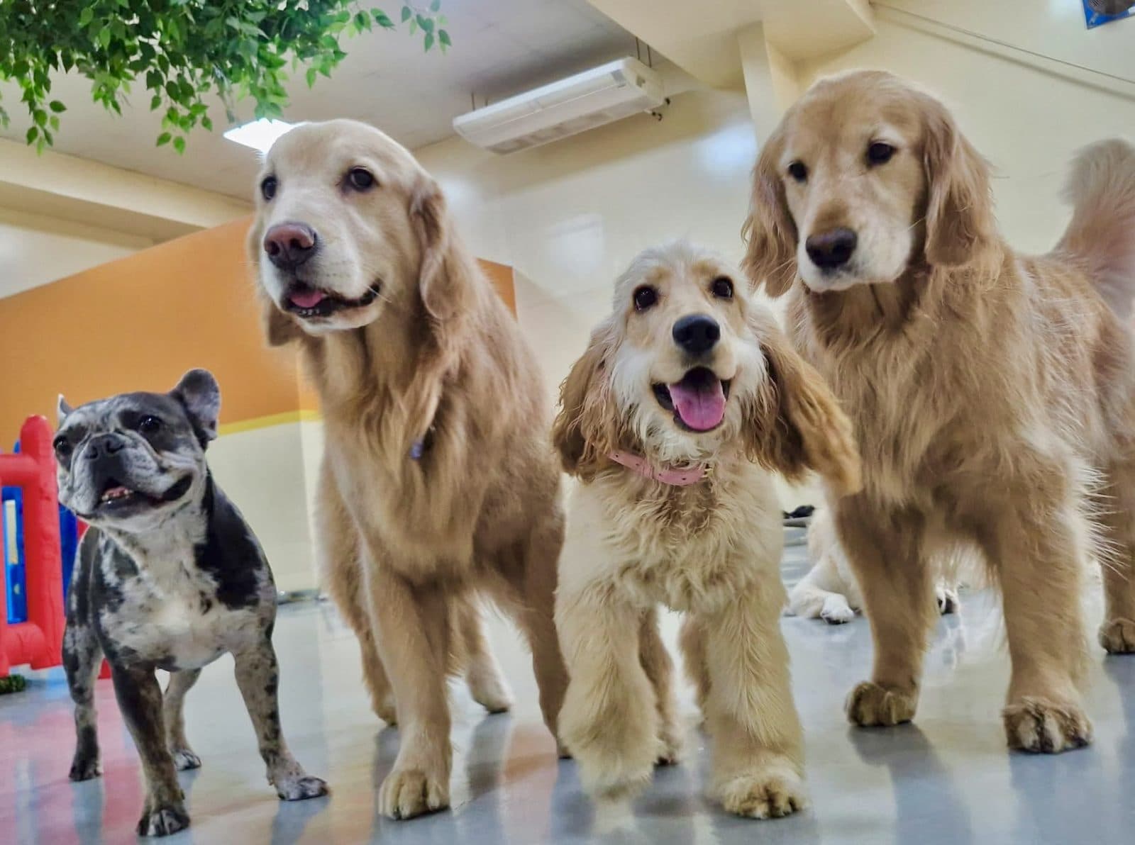 A French bulldog, golden retrievers and a cocker spaniel in the WOOF indoor play area