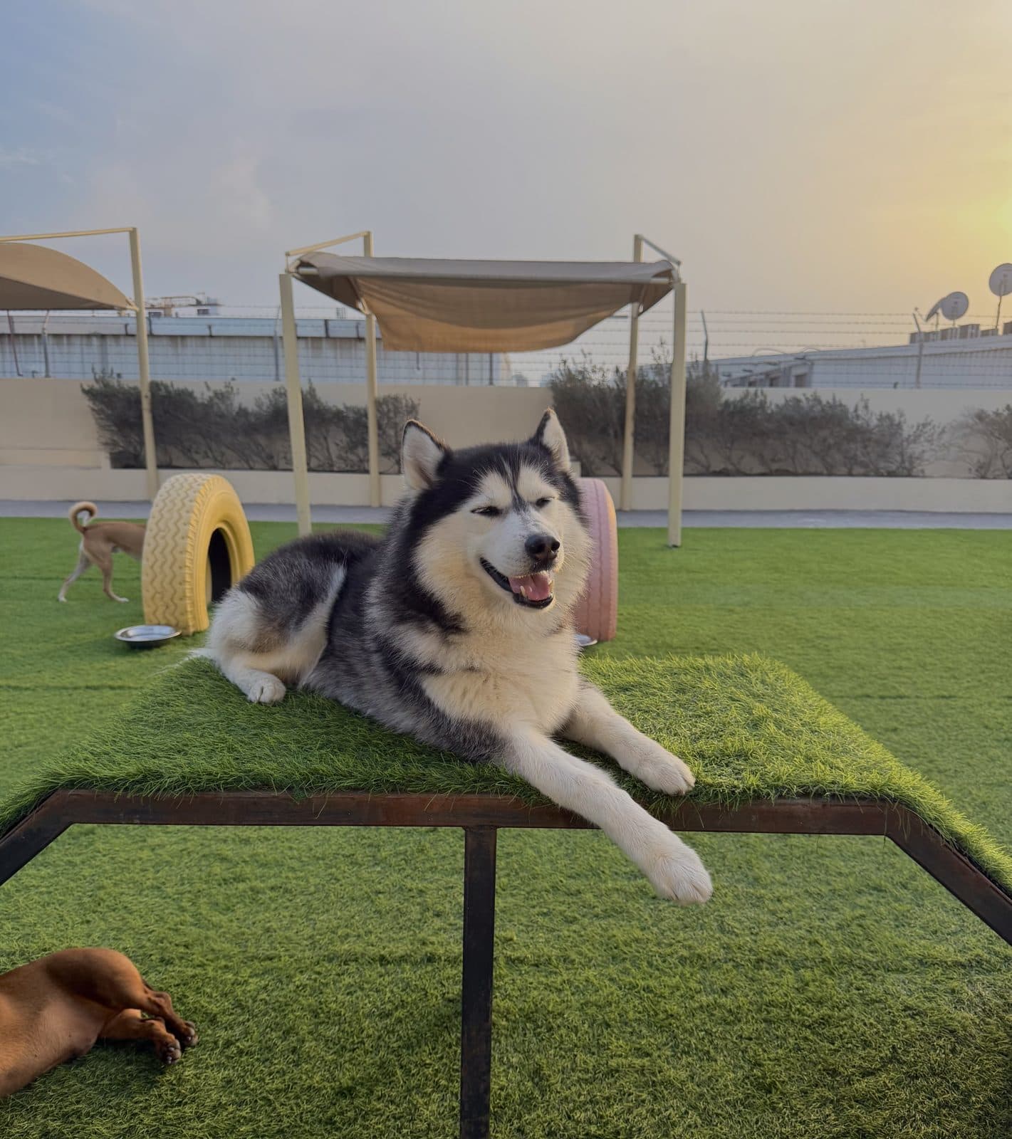 A husky resting on a raised platform at sunset