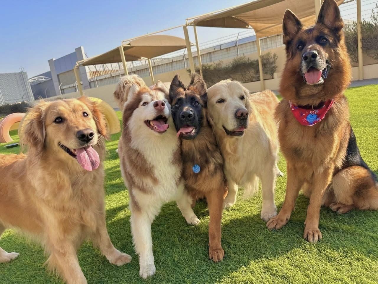 A golden retriever, husky mix, shepherd and friends grinning on the WOOF turf
