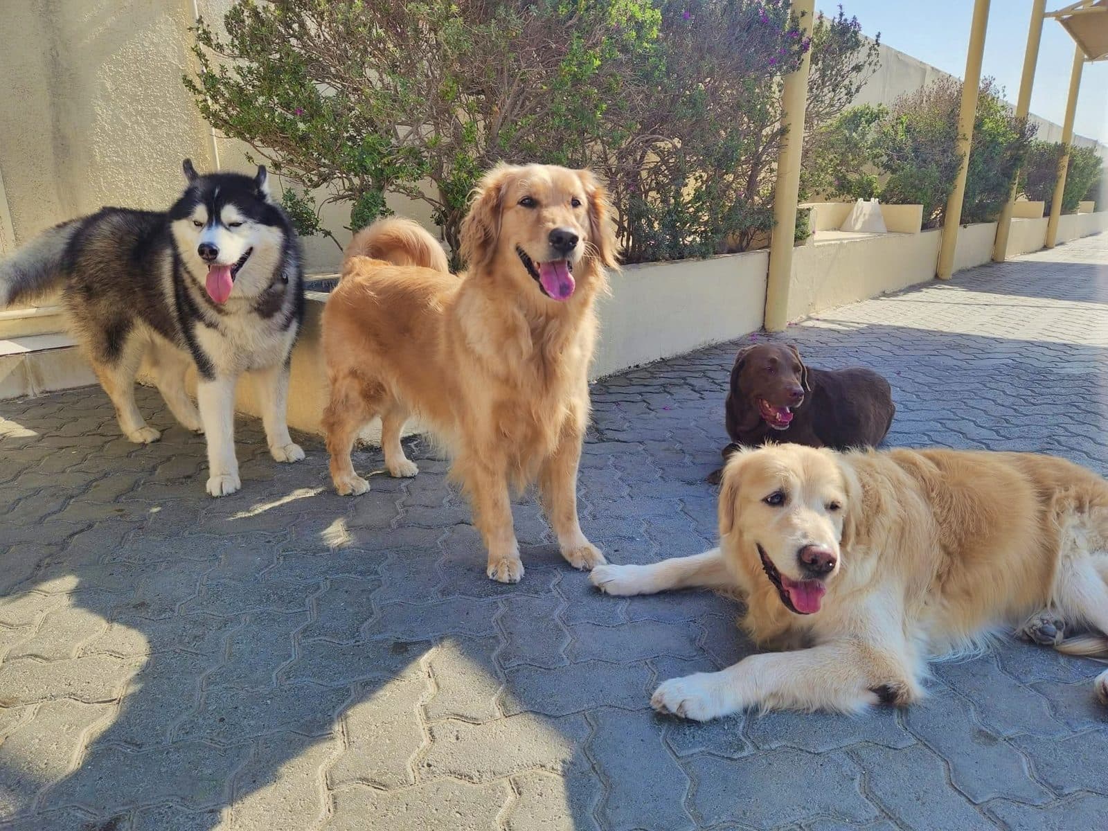 A husky and golden retrievers resting on the paving