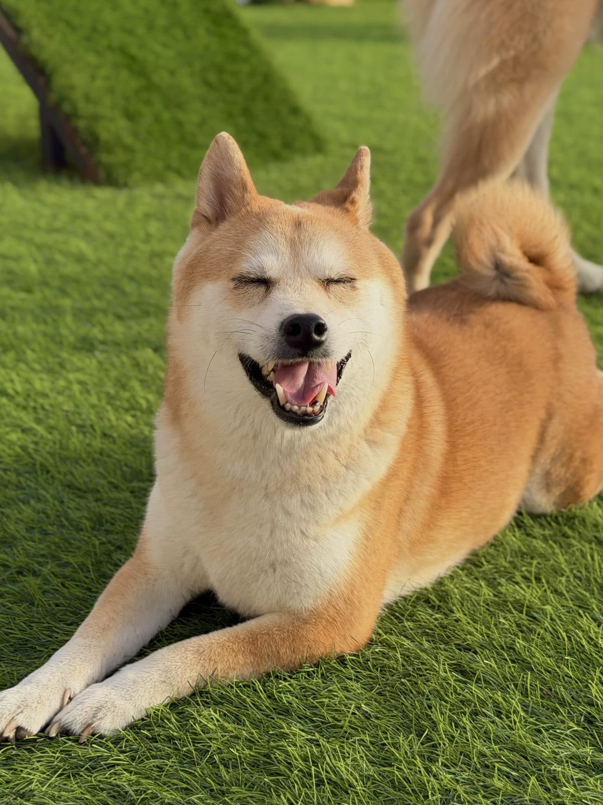 A shiba inu smiling on the grass