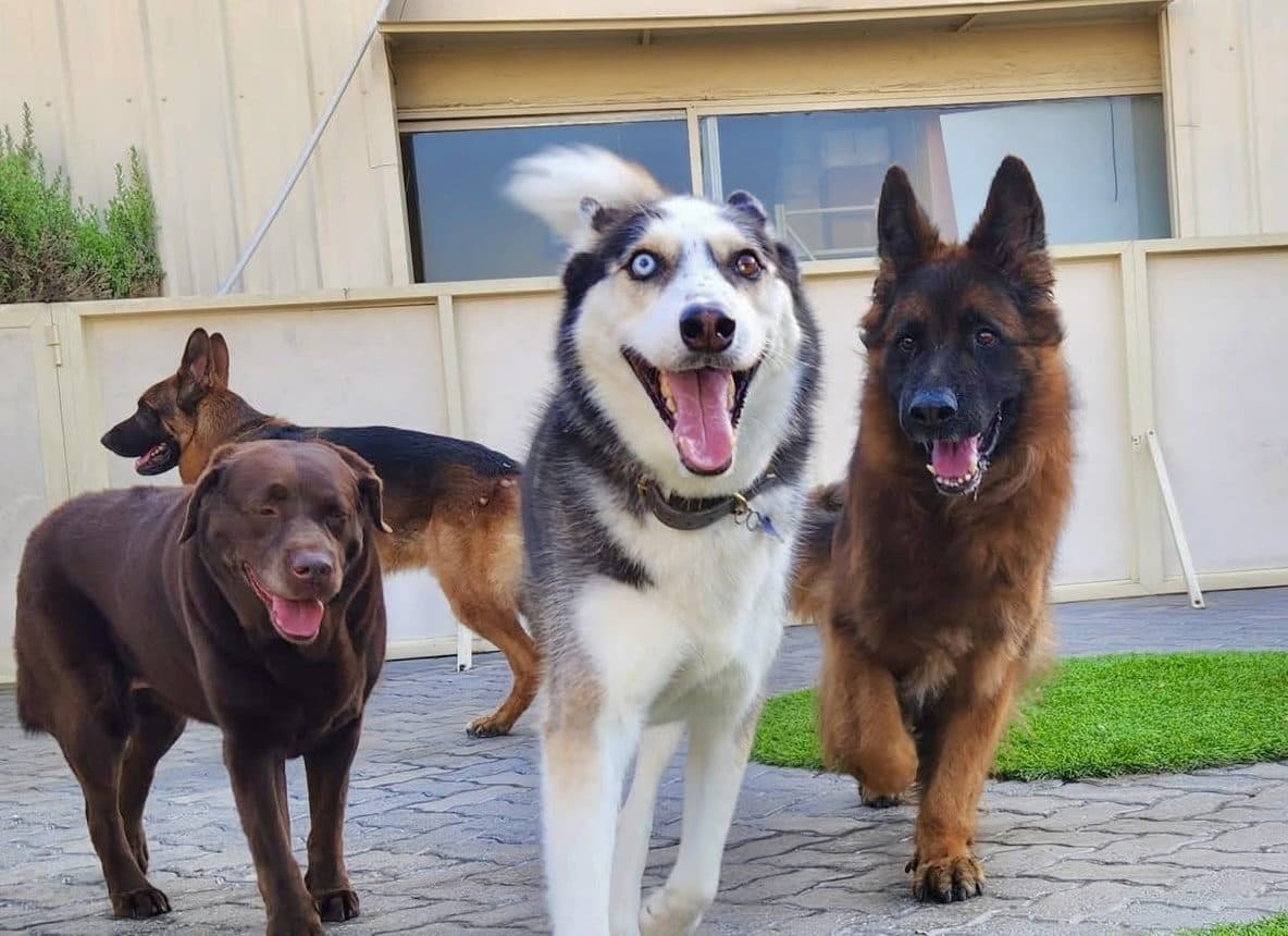 A chocolate Labrador, husky and German shepherd together in the yard