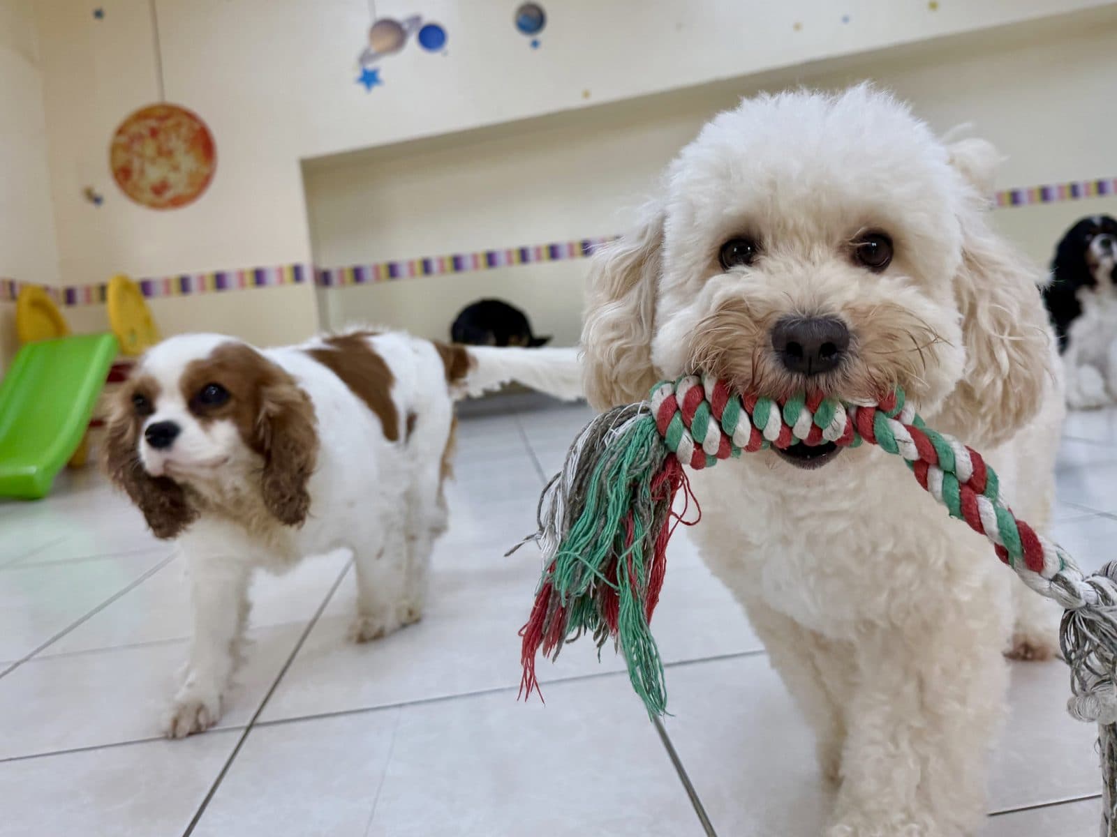 A cavapoo with a rope toy beside a cavalier indoors