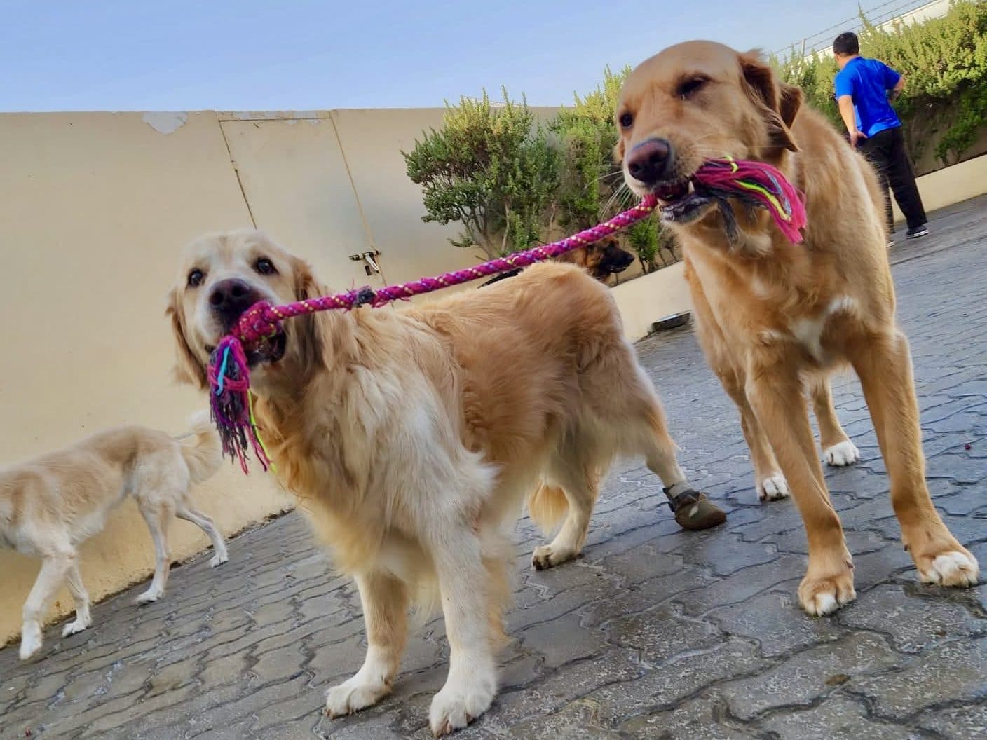 Two golden retrievers sharing a tug toy