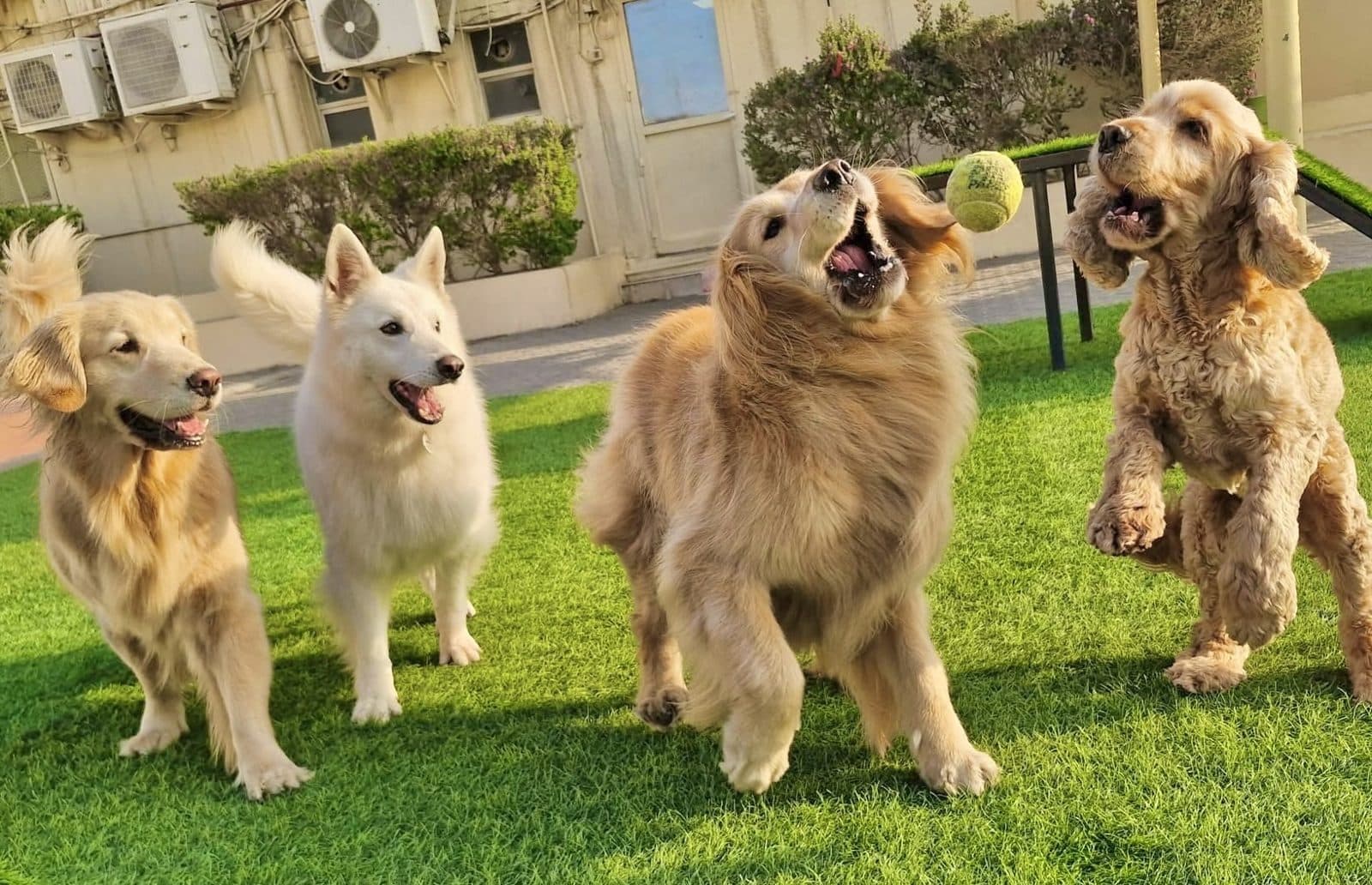 Golden retrievers and a white shepherd playing by the wall