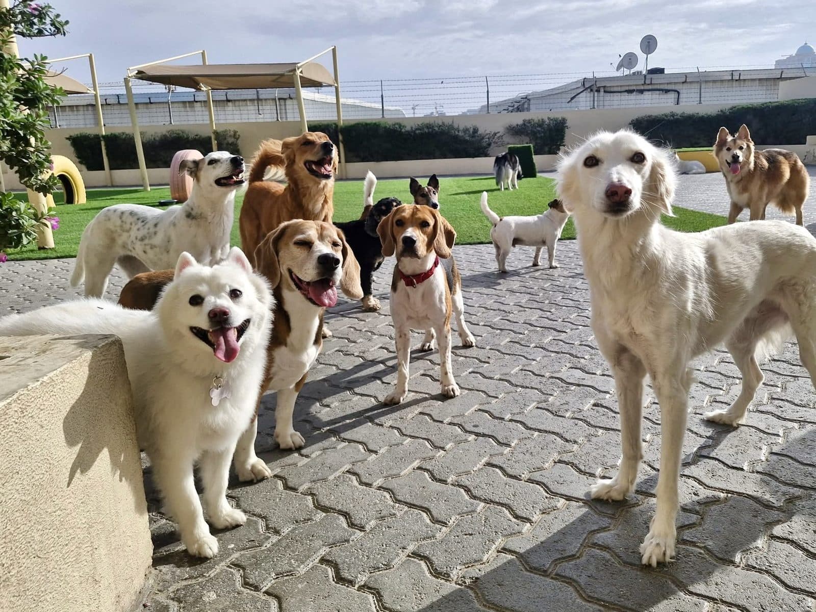 A crowd of dogs gathered in the sunny yard
