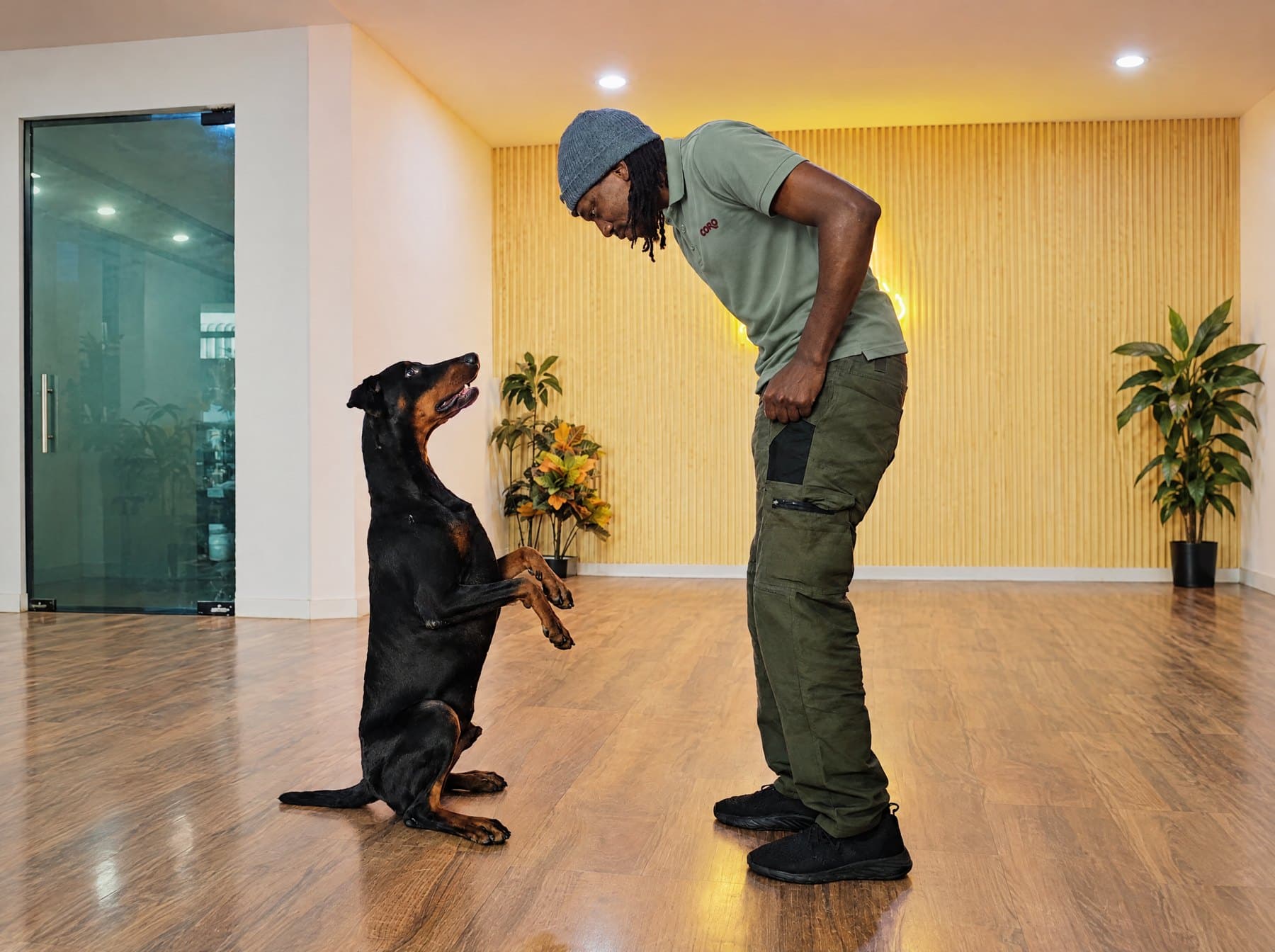 A trainer in the Coro polo with a Doberman sitting up and looking at him