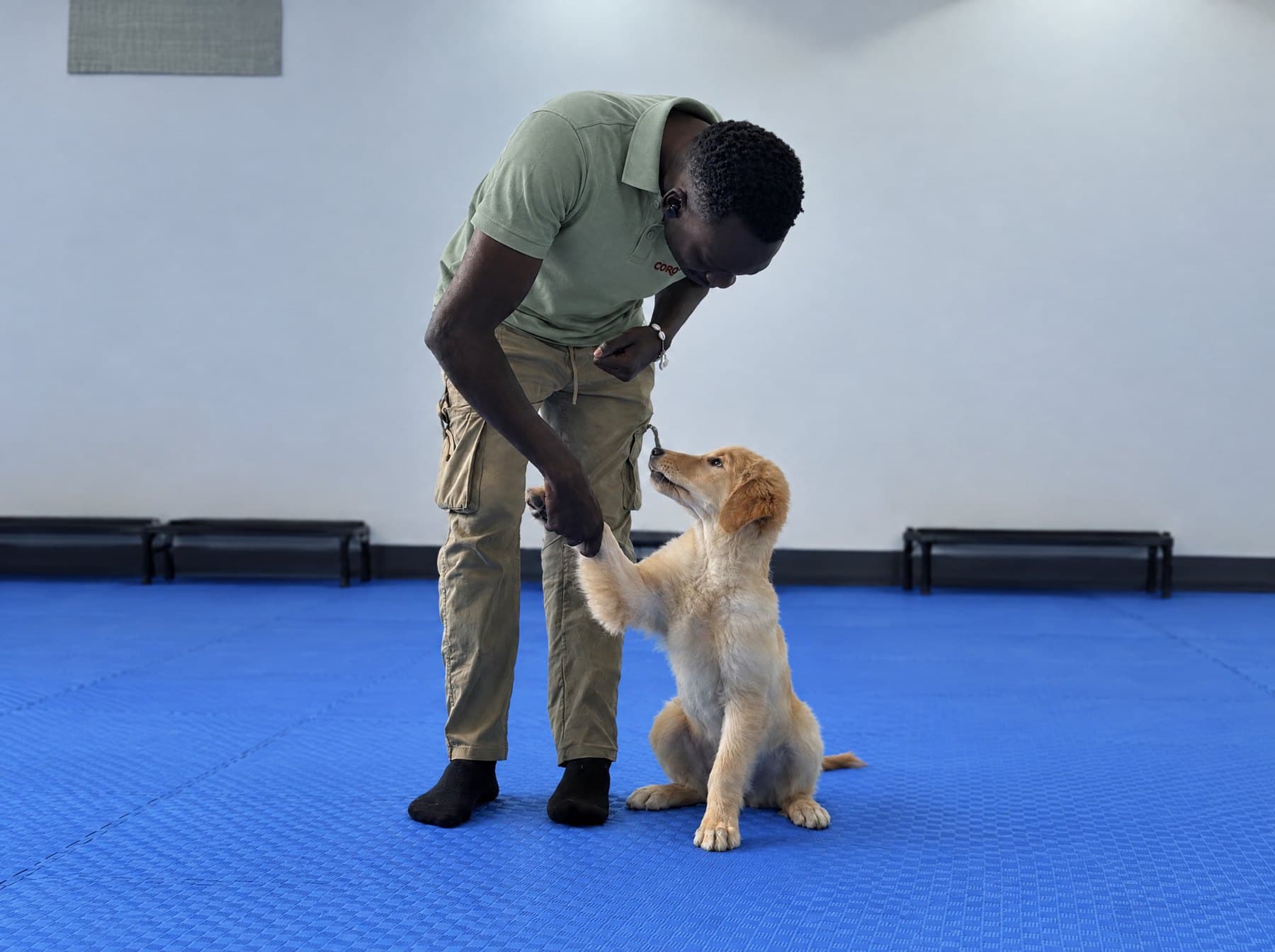 A trainer in the Coro polo shaking paws with a golden retriever puppy