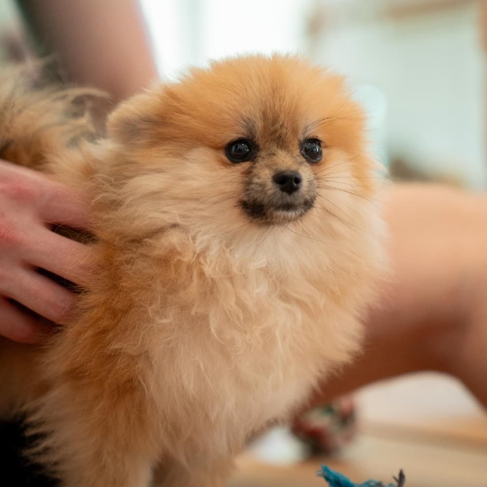A fluffy Pomeranian puppy at a Yoppy session